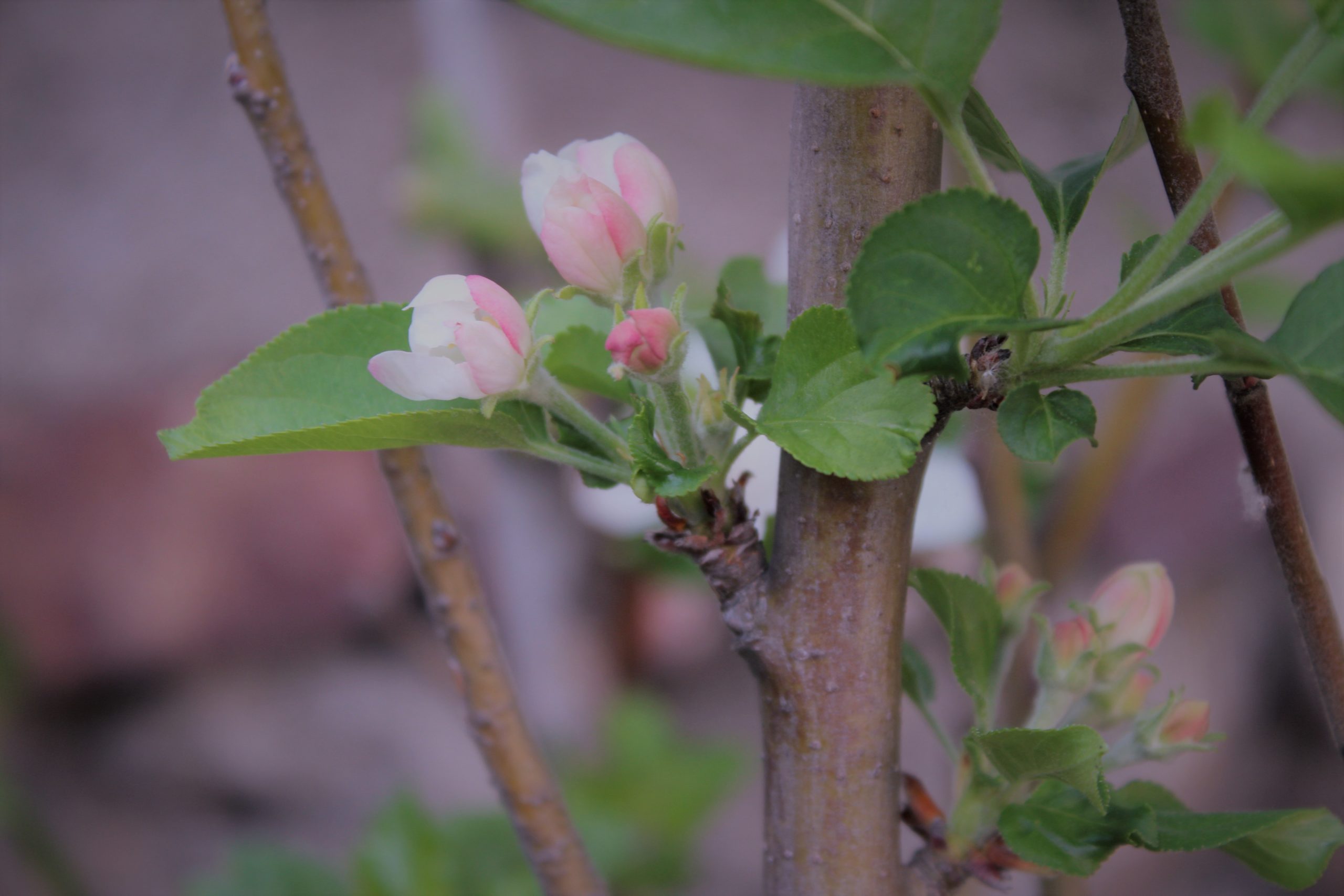 Spring blossom in the morning